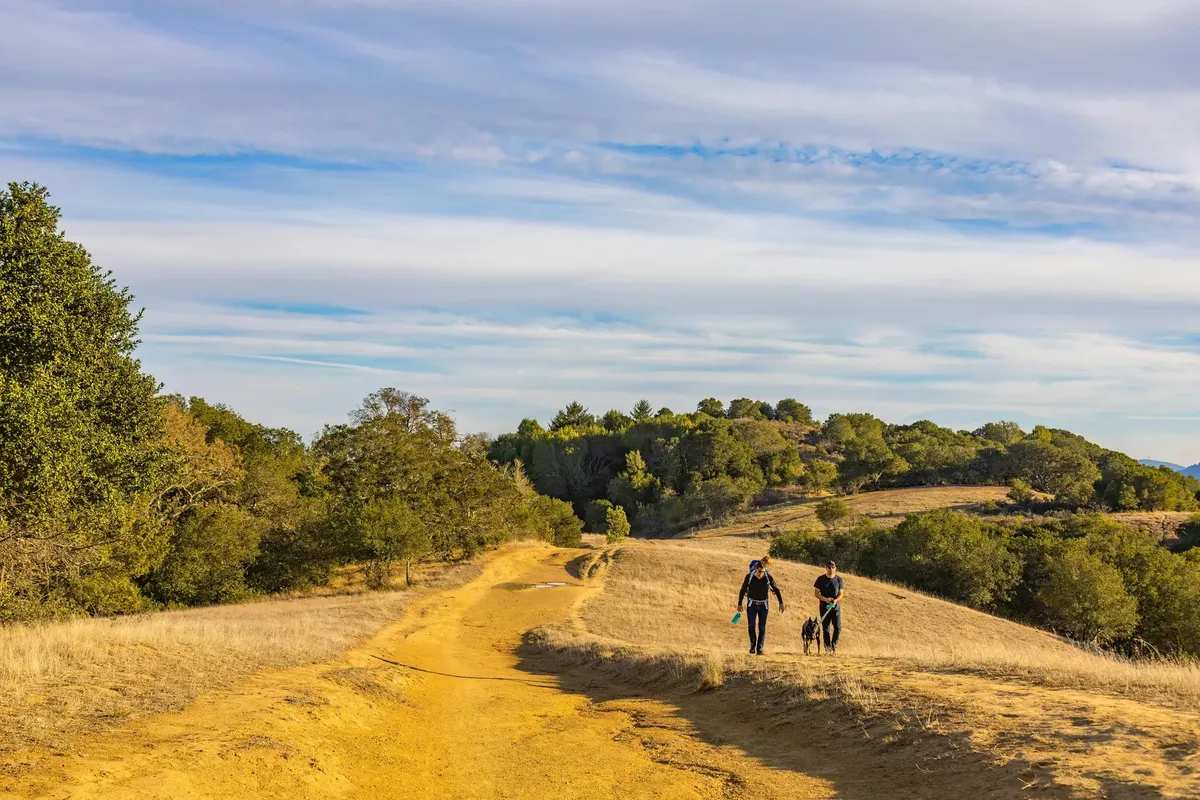 Surrey hills
